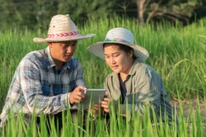 cara bisnis beras online
